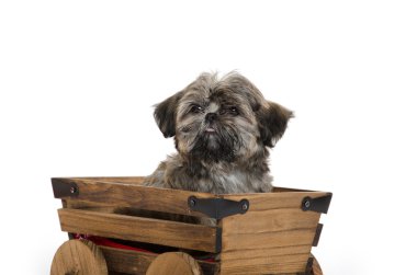Vagon araçla Shih tzu puppy