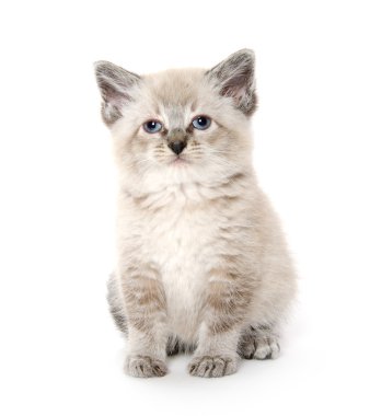 Beyaz sevimli kedi yavrusu