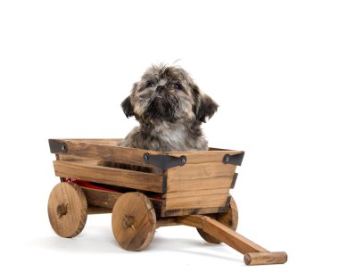 Vagon araçla Shih tzu puppy