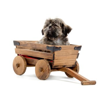 Vagon araçla Shih tzu puppy