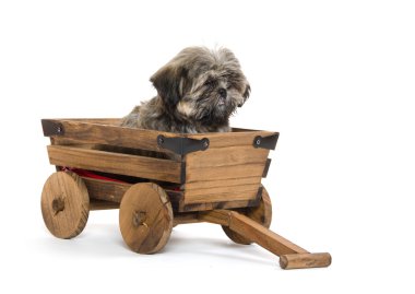 Vagon araçla Shih tzu puppy