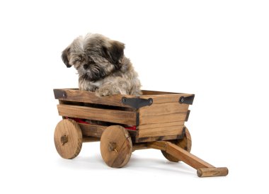 Vagon araçla Shih tzu puppy
