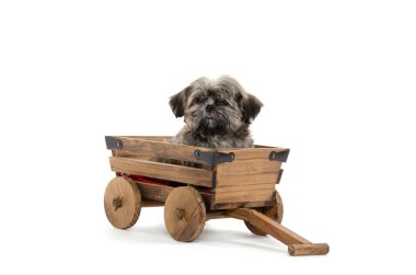 Vagon araçla Shih tzu puppy