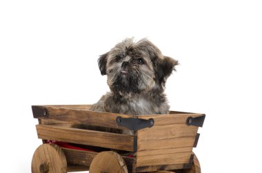 Vagon araçla Shih tzu puppy