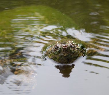 ortak yapışma kaplumbağa