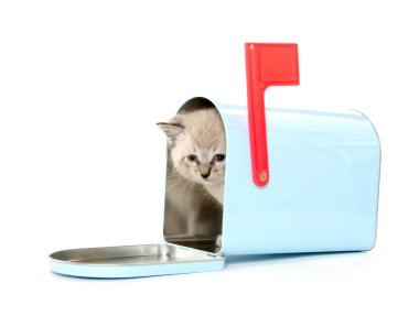 bir posta kutusunda şirin kedi yavrusu