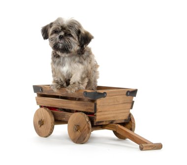 Vagon araçla Shih tzu puppy