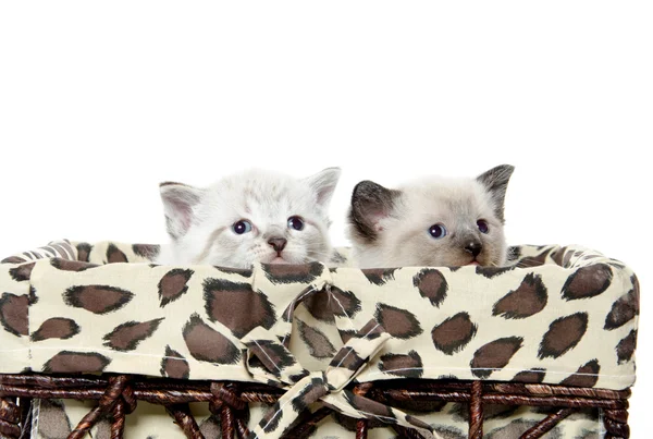 Cute kitten in a basket — Stock Photo, Image