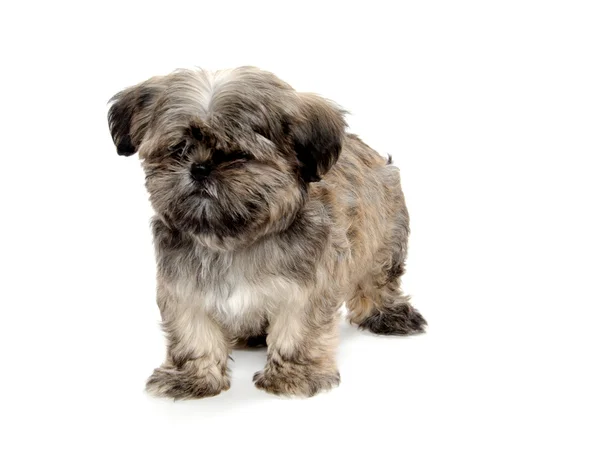 Shih Tzu cachorro —  Fotos de Stock