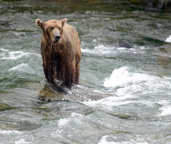 Oso marrón grande pescando salmón en un río —  Fotos de Stock