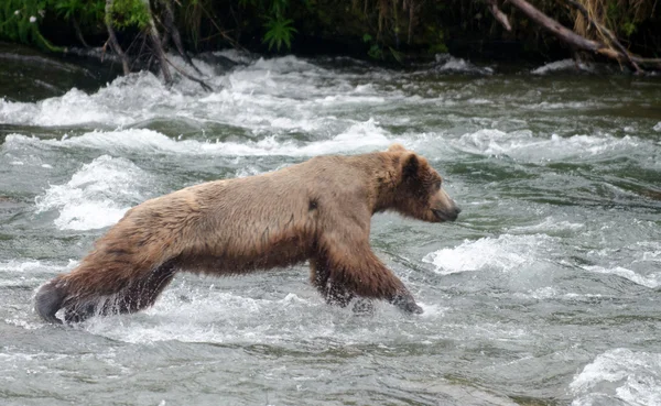 Grand ours brun pêchant le saumon dans une rivière — Photo