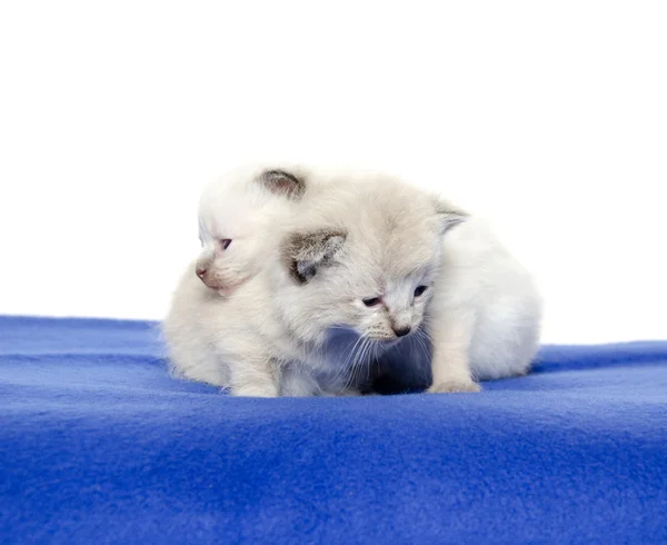 Two cute kittens on blue blanket — Stock Photo, Image