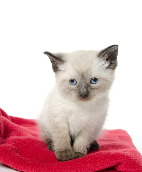 Милий кошеня на червоній ковдрі — стокове фото