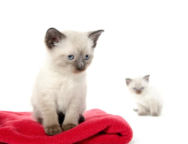Schattige baby kitten op rode deken — Stockfoto