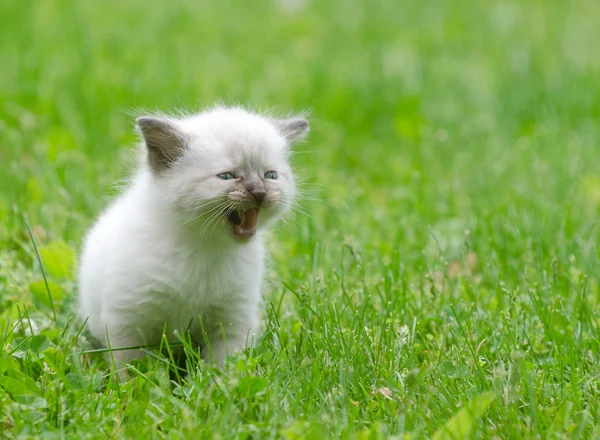 Cute baby kitten in the grass — Stock Photo, Image