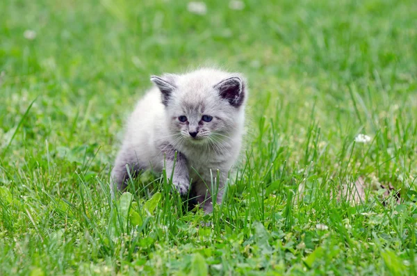 풀밭에 있는 귀여운 새끼 고양이 — 스톡 사진