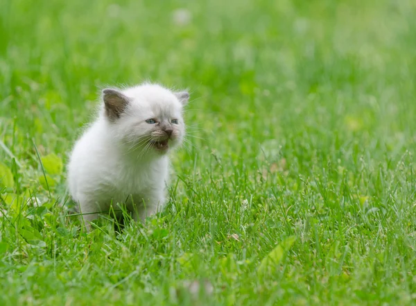 Słodkie dziecko kotek w trawie — Zdjęcie stockowe