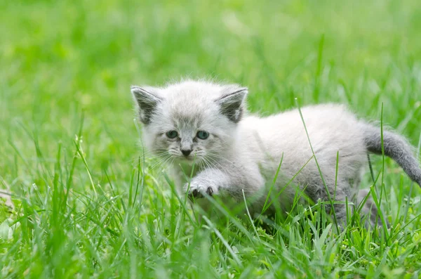 Gatinho bebê bonito na grama — Fotografia de Stock