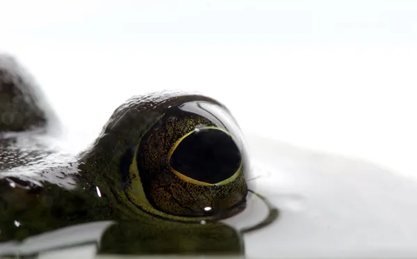 Olhos de rã-touro na água — Fotografia de Stock