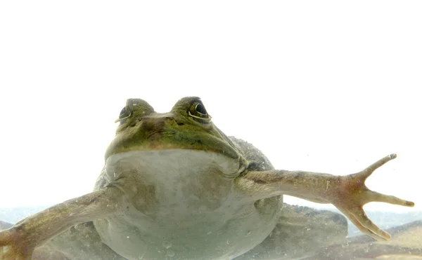 Żaba rycząca w wodzie — Zdjęcie stockowe