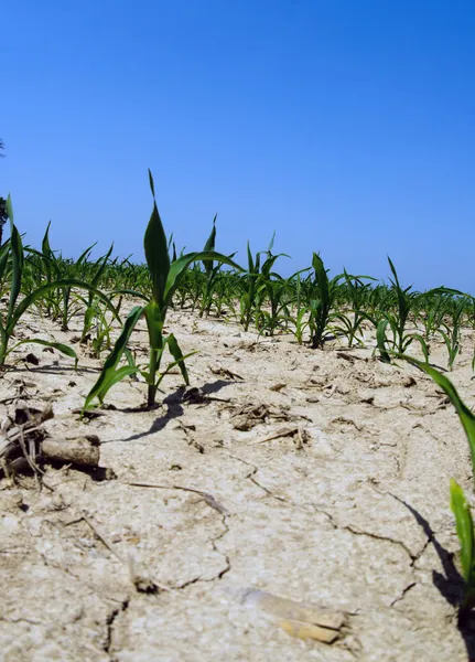 在伊利诺伊州玉米田的干旱条件 — 图库照片