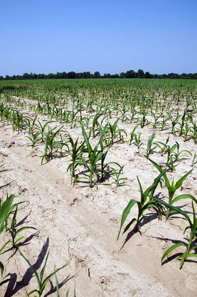 Drought conditions in Illinois corn field — Stock Photo, Image