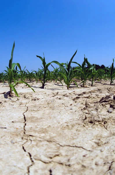 Conditions de sécheresse dans le champ de maïs Illinois — Photo
