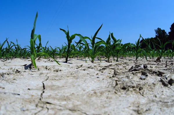 Conditions de sécheresse dans le champ de maïs Illinois — Photo