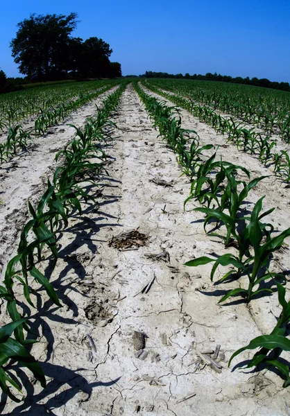 Droogte voorwaarden in illinois maïsveld — Stockfoto