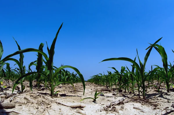 Drought conditions in Illinois corn field — Stock Photo, Image