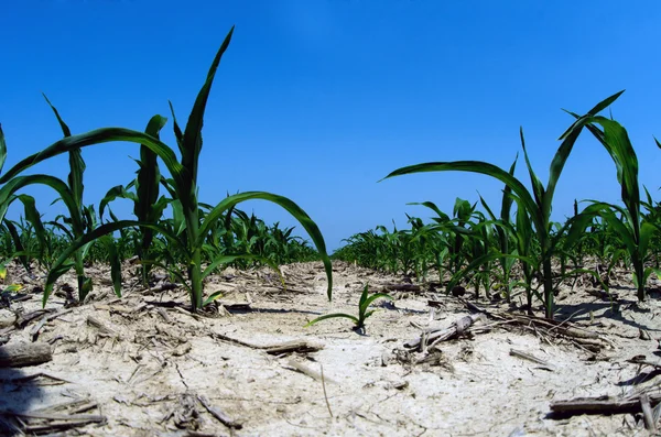 Conditions de sécheresse dans le champ de maïs Illinois — Photo