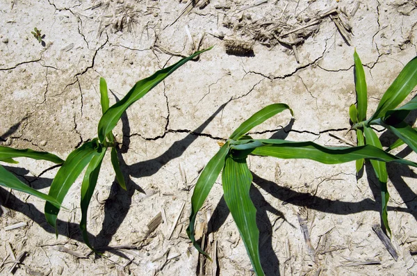 Drought conditions in Illinois corn field — Stock Photo, Image