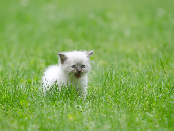 Słodkie dziecko kotek w trawie — Zdjęcie stockowe