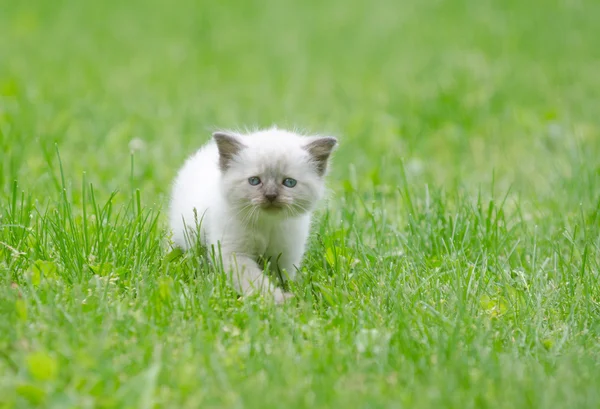 Çimenlerdeki sevimli yavru kedi. — Stok fotoğraf