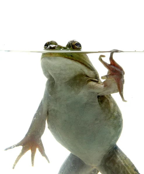 Βουβαλοβάτραχου στο νερό — Φωτογραφία Αρχείου