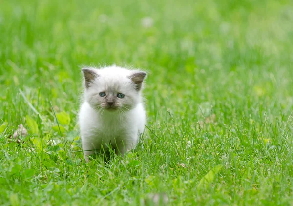 Cute baby kitten in the grass — Stock Photo, Image