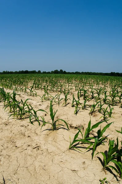 Condiciones de sequía en campo de maíz de Illinois —  Fotos de Stock