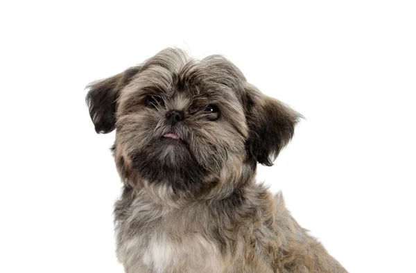 Shih Tzu puppy — Stock Photo, Image