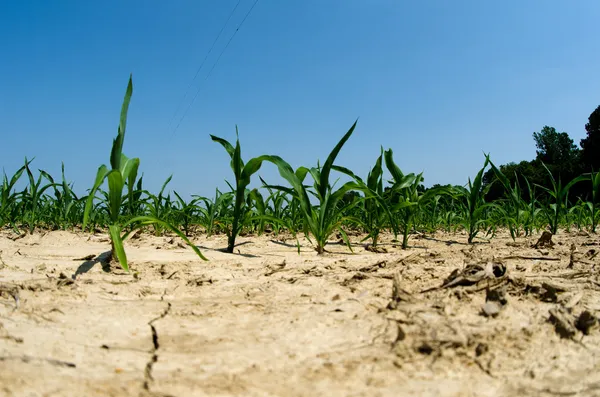 Drought conditions in Illinois corn field — Stock Photo, Image