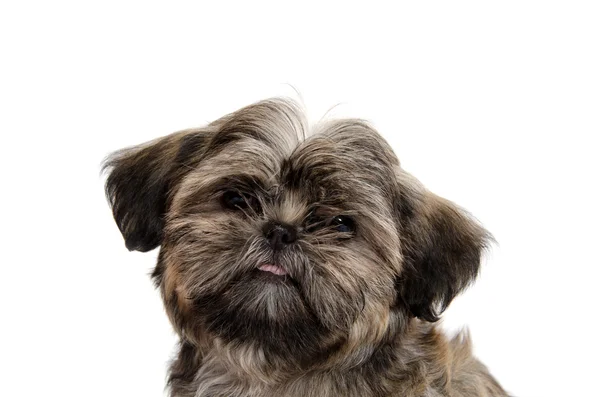 Shih Tzu puppy — Stock Photo, Image