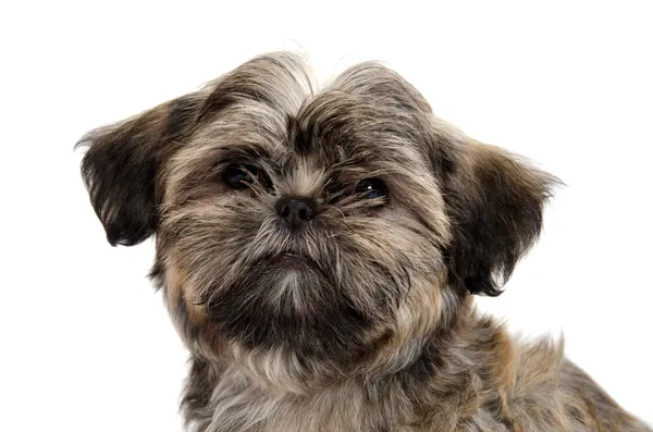 Shih Tzu puppy — Stock Photo, Image