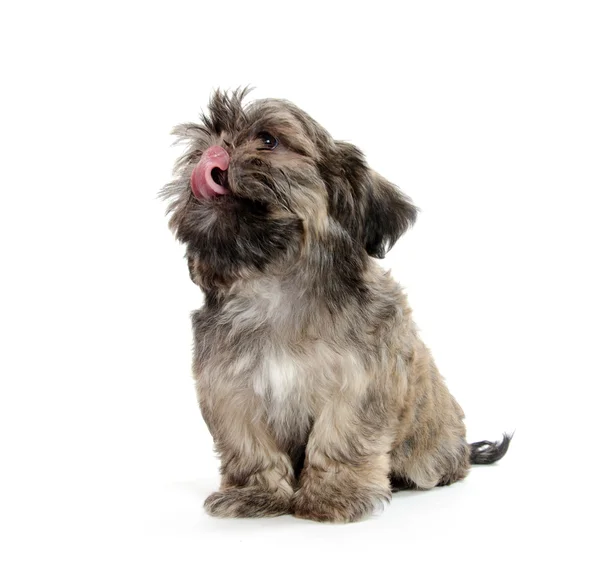 Shih Tzu puppy — Stock Photo, Image