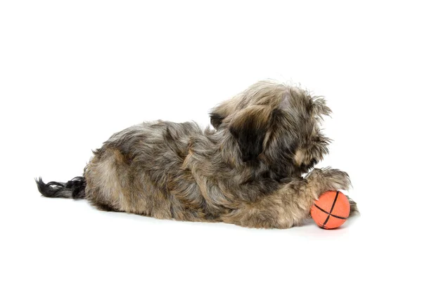 Shih Tzu playing with ball — Stock Photo, Image