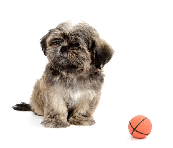 Shih Tzu jogando com bola — Fotografia de Stock