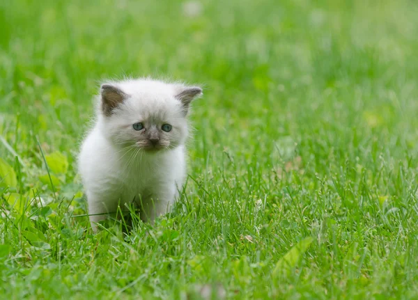 Çimenlerdeki sevimli yavru kedi. — Stok fotoğraf