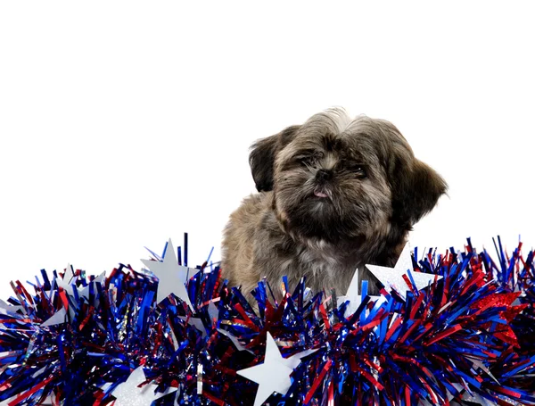 Shih Tzu and Fourth of July deocations — Stock Photo, Image