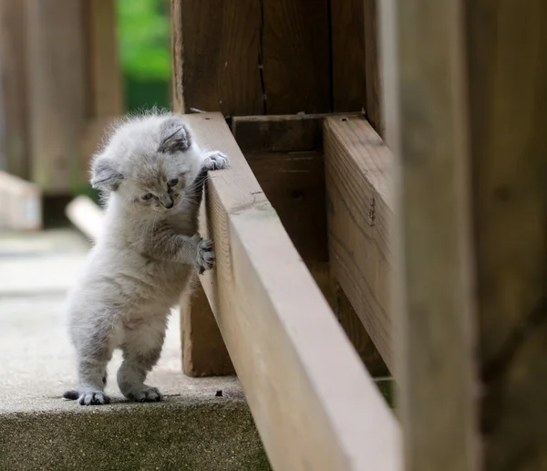 Cute kitten playing on deck