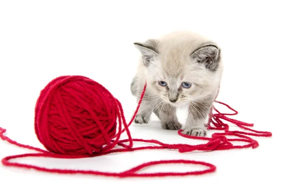 Söpö kissanpentu ja punainen lanka — kuvapankkivalokuva