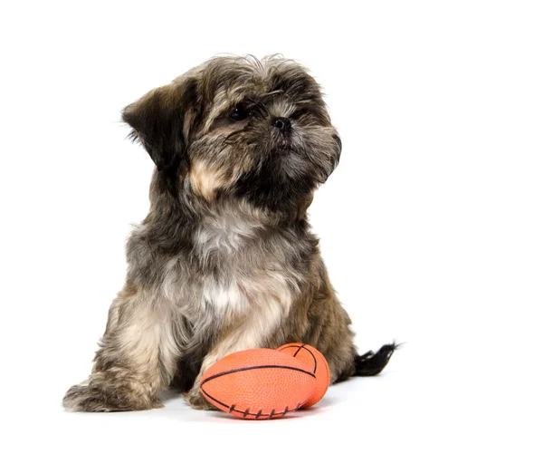 Shih Tzu puppy with a toy — Stock Photo, Image