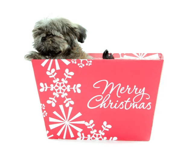 Shih Tzu cachorro en caja de Navidad — Foto de Stock